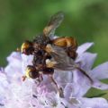 Sicus ferrugineus